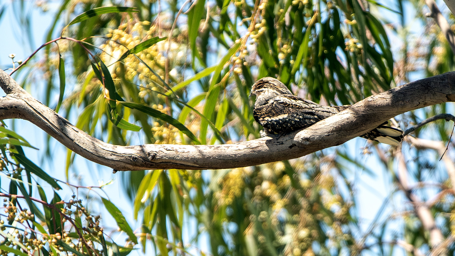 Eurasian Nightjar